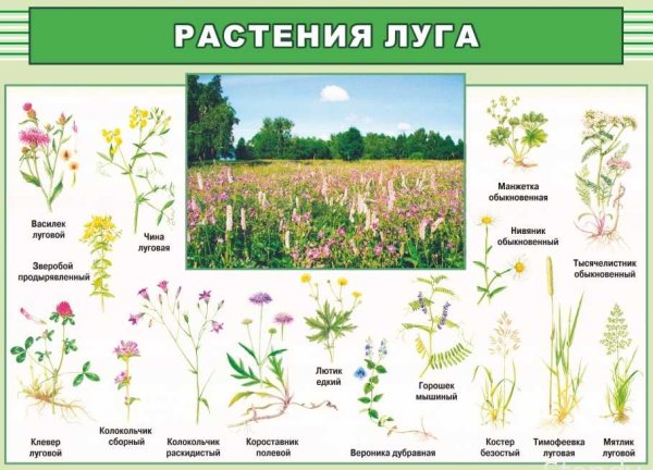 Названия полевых цветов с картинками