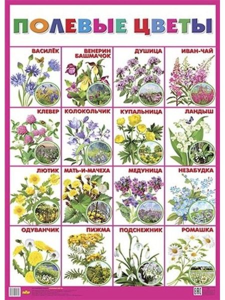 Полевые (луговые) цветы: 34 вида с фото, названиями и применением