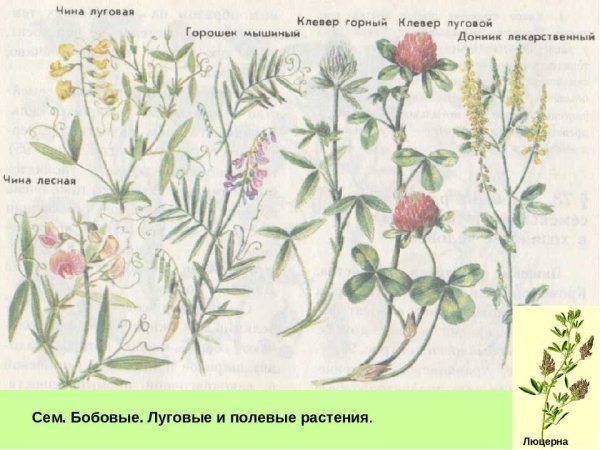 Полевые цветы названия