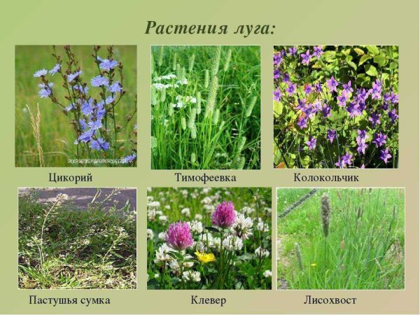 Садовые и полевые цветы для детей