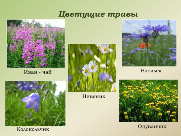 Полевые и садовые цветы