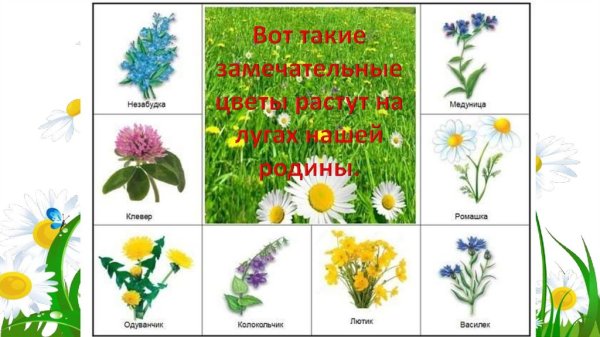 Полевые цветы с названиями для детей