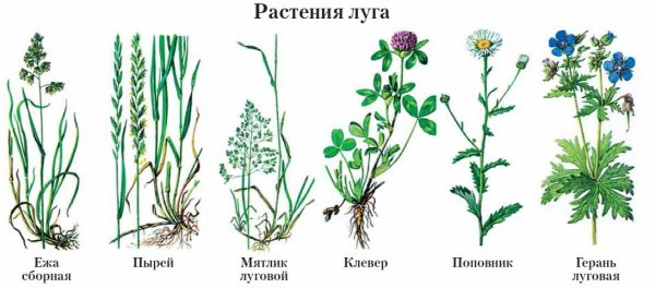 Растения Луга названия