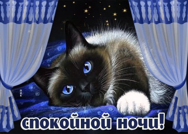 Спокойной ночи котенок картинки