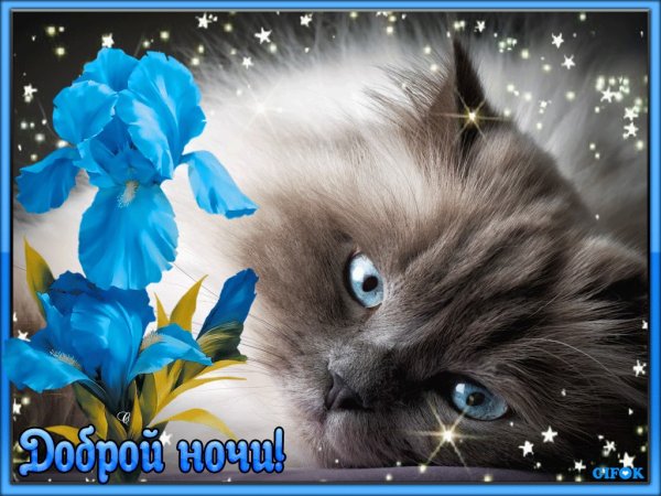 Котенок. Спокойной ночи!
