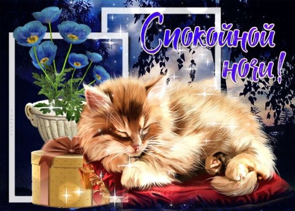 Котенок. Спокойной ночи!