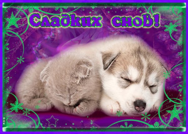 Сладких снов котенок