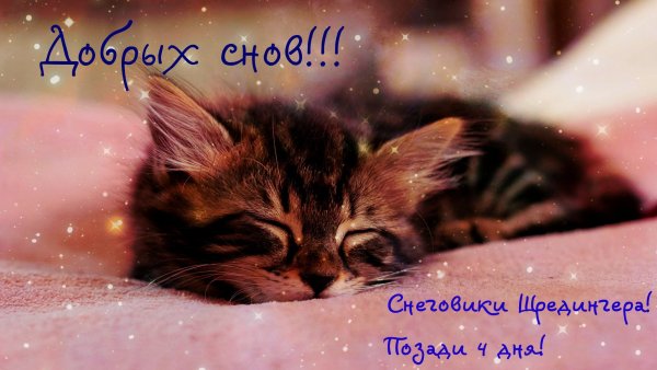 Приятных снов котенок
