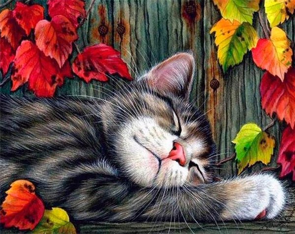 Спокойной ночи котик