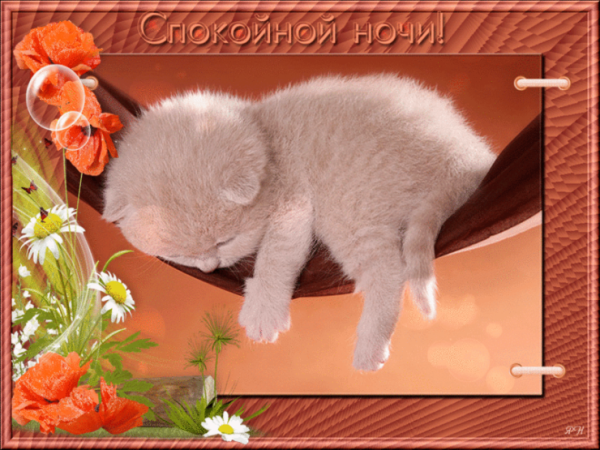 Стикеры доброй ночи с котом