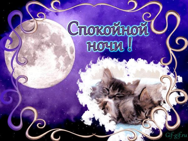 Котик желает спокойной ночи