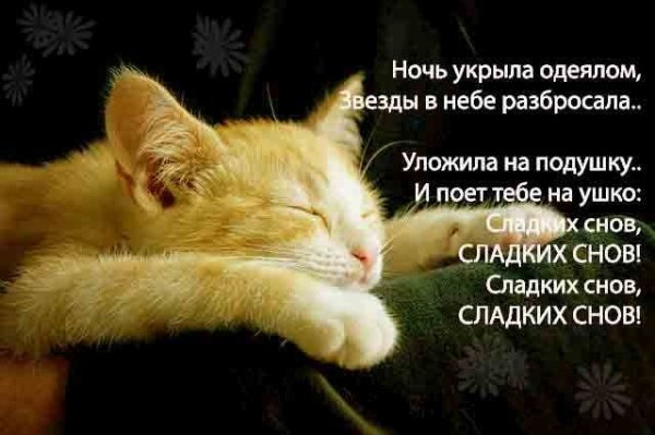 Спокойной ночи котик
