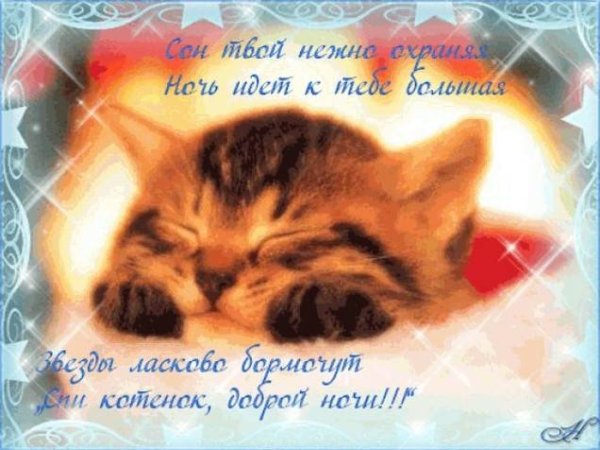 Котята спокойной ночи и приятных снов