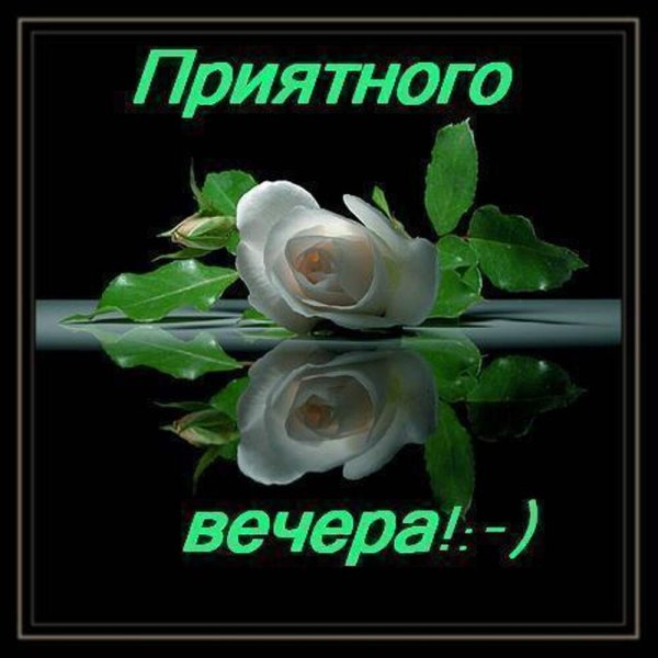 Признание в любви белые розы