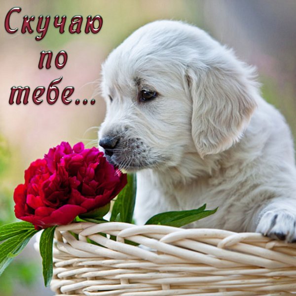 Розы с надписью