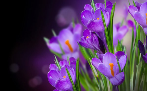 Природа Весна вертикальные