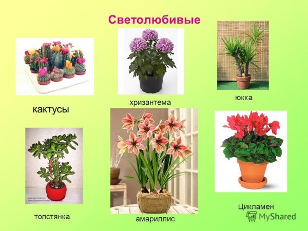 Саетолюбивое комнатные растения