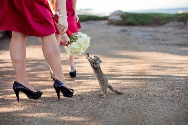 Кот нюхает цветы