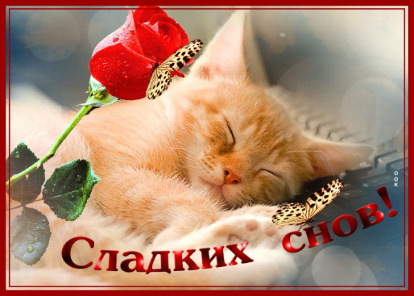 Спокойной ночи солнышко