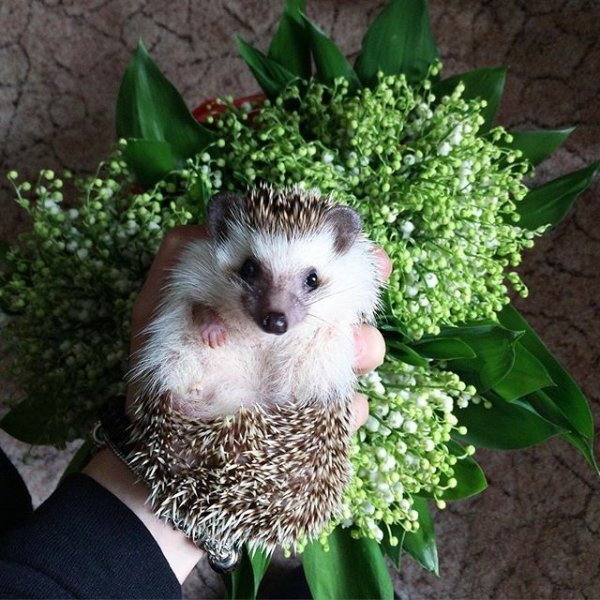 Еж с букетом