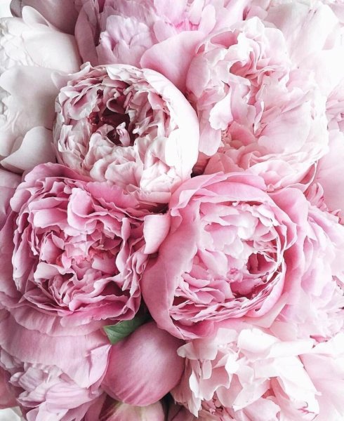 Пионовидная роза Peony Pink