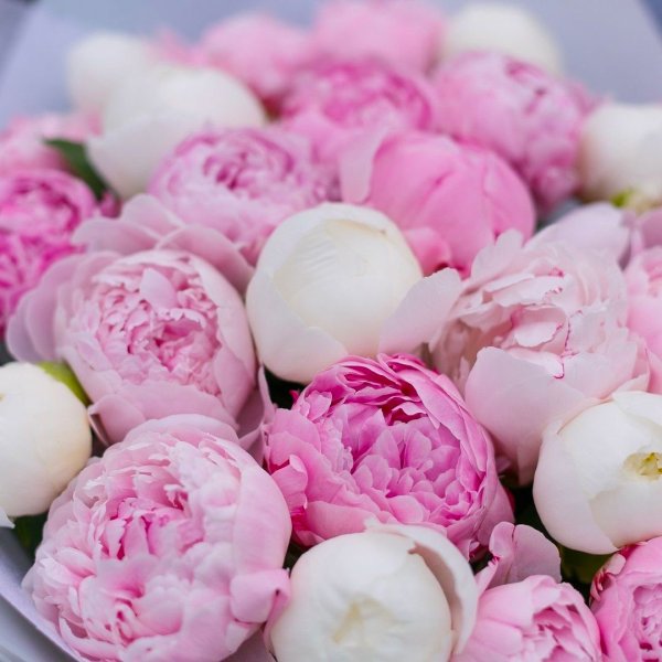 Роза Peony Pink