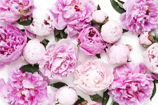 Пиони Пинк (Peony Pink)
