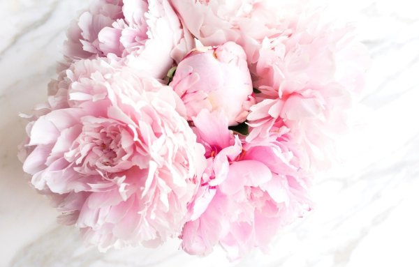 Пиони Пинк / Peony