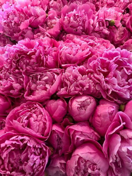 Paeonia veitchii