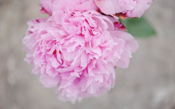 Пион Pink Jitterbug
