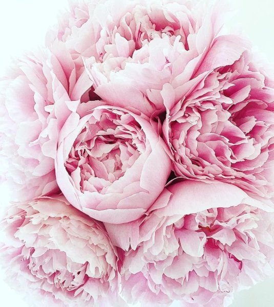 Пиони Пинк (Peony Pink)