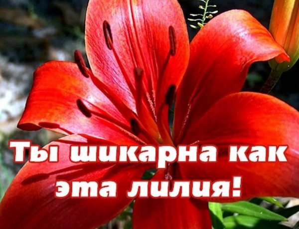 Цветы с комплиментами для девушки