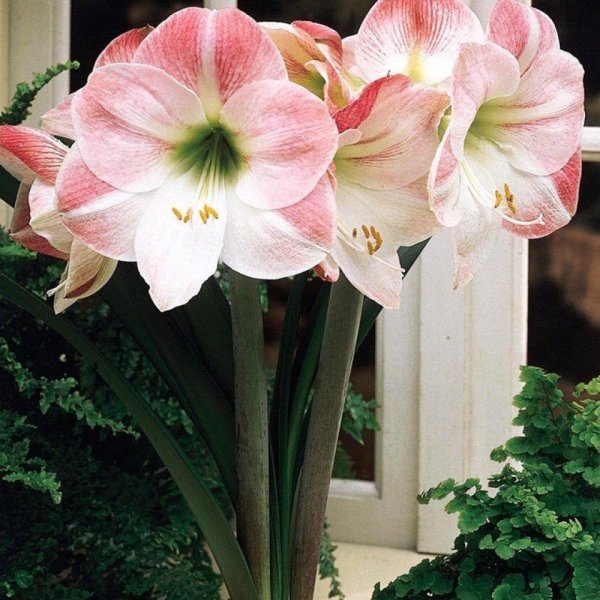 Гиппеаструм Эппл блоссом