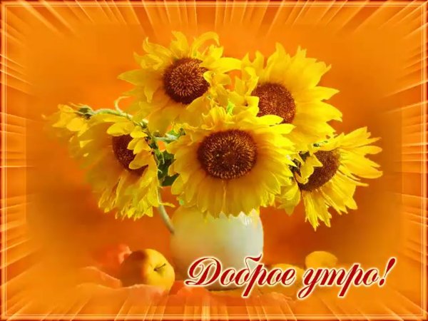 Доброе утро солнышко