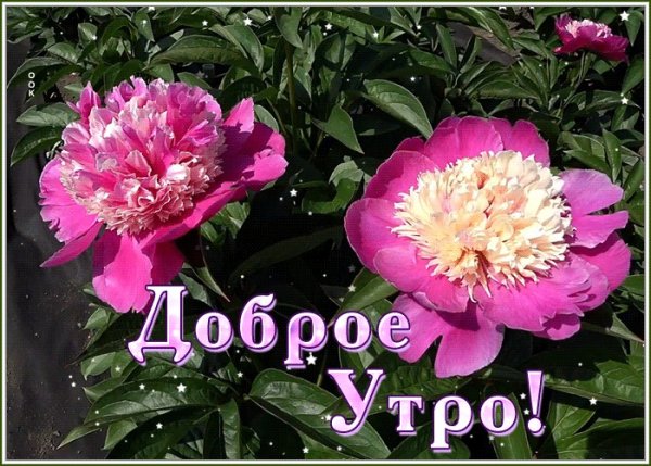 Доброе утро хорошего дня пионы