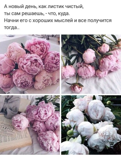 Афоризмы про пионы