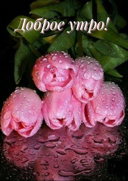 Утро пионы
