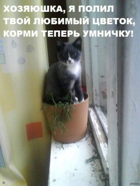 Смешные приколы про цветоводов