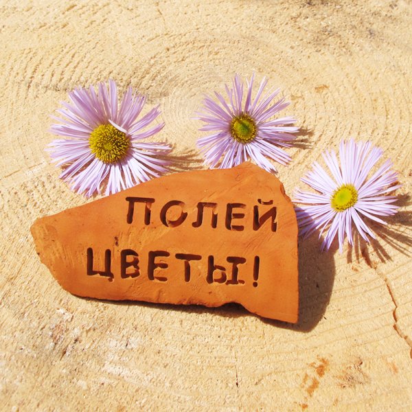 Полить цветы напоминание