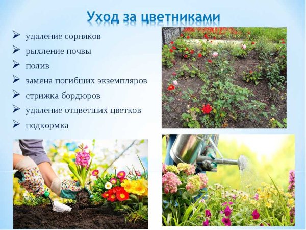 Алгоритм посадки растения для детей