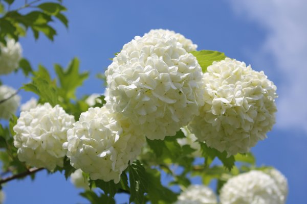 Калина бульденеж красная