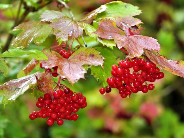 Калина обыкновенная (Viburnum opulus l.)