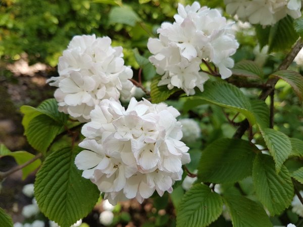 Viburnum Tinus Lisa Rose