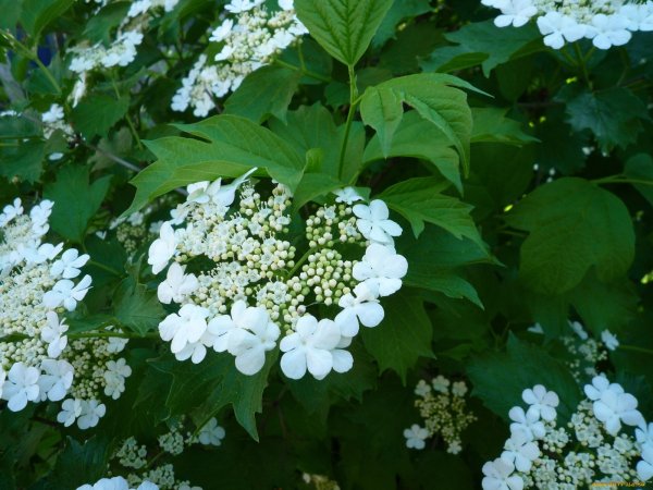 Калина куст цветет