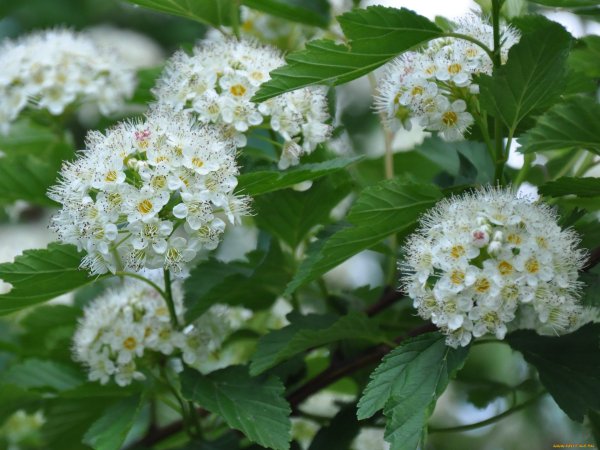 Спирея дубравколистная