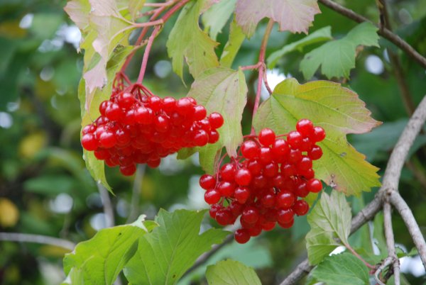 Калина обыкновенная Viburnum opulus