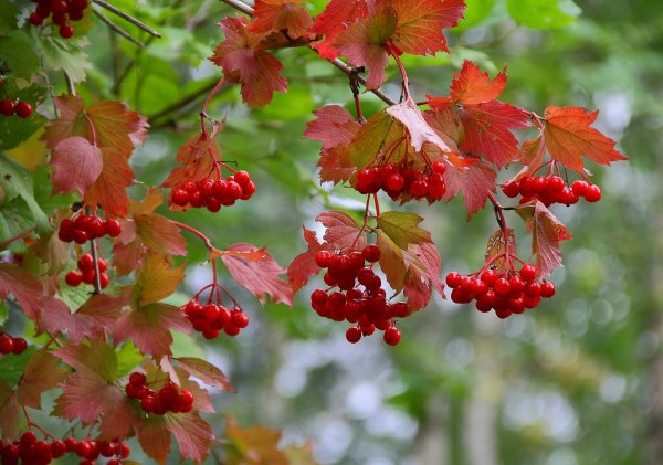 Калина обыкновенная (Viburnum opulus l.)