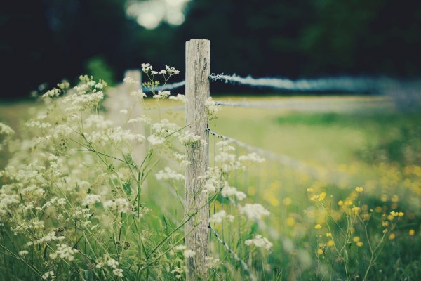 Нежная природа