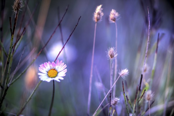 Нежность природа