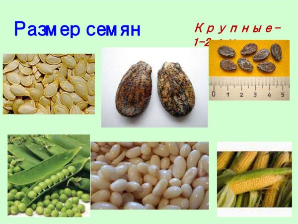 Семена овощей